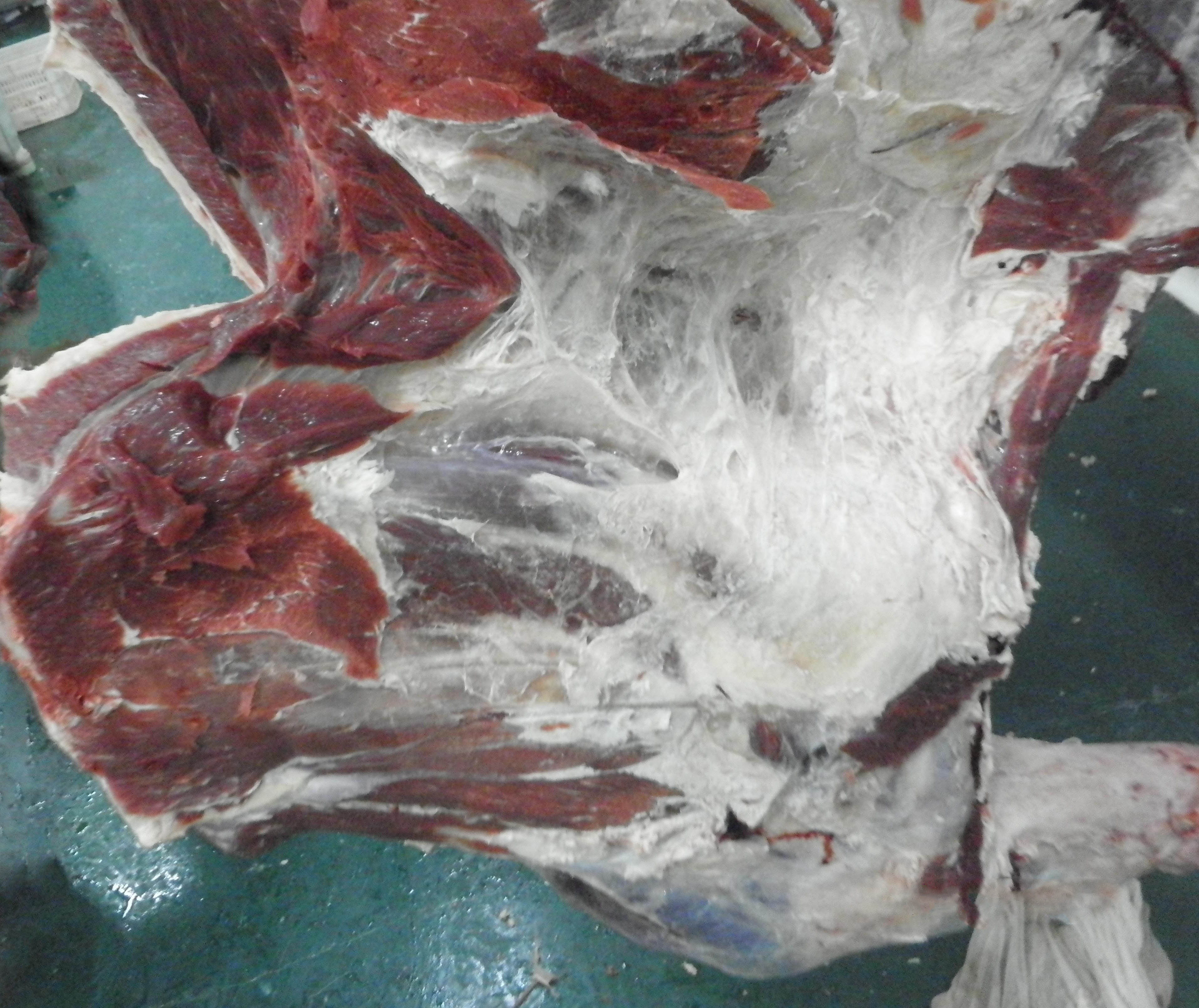 羊肉.jpg 羊肉.jpg